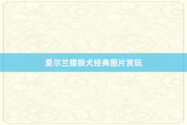爱尔兰猎狼犬经典图片赏玩
